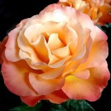 Ибица_0x160 Любимый сад