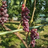 Изумление_0x160 Наш сад