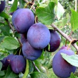 Индира8_0x160 Любимый сад