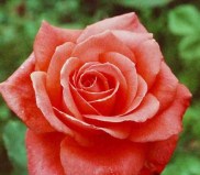 Интерфлора_0x160 Любимый сад