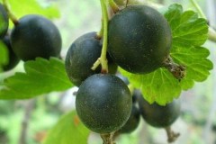 Йохини_0x160 image Йохини_0x160 Смородина: Йошта