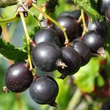 Йошта_0x160 Любимый сад