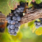 КРАСЕНЬ_0x160 Любимый сад