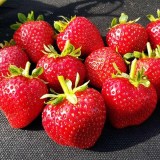 Кабрильо8_0x160 Любимый сад