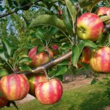 Карнавал_0x160 Наш сад