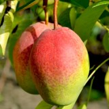 Киргизская_0x160 Наш сад