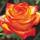 Коника_0x160 Любимый сад