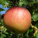 Конфетное_0x160 Любимый сад