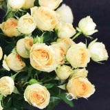 Кремовая_0x160 Любимый сад