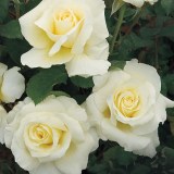 Кристалперл_0x160 Любимый сад