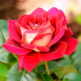 Кроненбург_0x160 Любимый сад