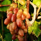 Купидон_0x160 Наш сад