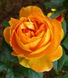 Купферконигин_0x160 Любимый сад