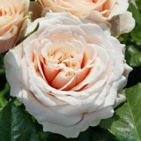 Лакре_0x160 Любимый сад