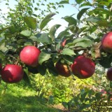 Лодель_0x160 Наш сад