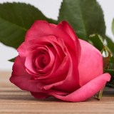 Лола5_0x160 Любимый сад