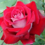 Люксор_0x160 Любимый сад