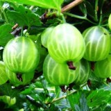 Малахит4_0x160 Любимый сад