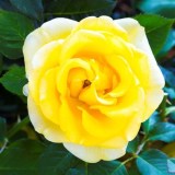 Мальта_0x160 Любимый сад