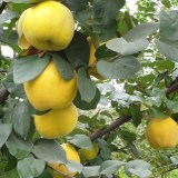 Мария_0x160 Наш сад