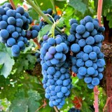 Мерло8_0x160 Любимый сад