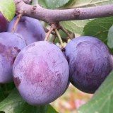 Мирная7_0x160 Любимый сад