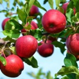 Моди_0x160 Наш сад