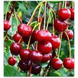 Молодежная_0x160 Любимый сад