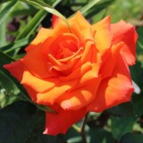 Моника_0x160 Любимый сад