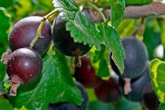 Моро_0x160 image Моро_0x160 Смородина: Йошта