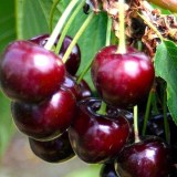 Морозовка_0x160 Любимый сад