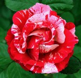 Пасадена_0x160 Любимый сад