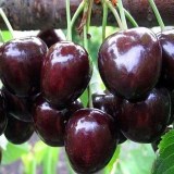 Ревна2_0x160 Любимый сад