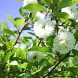 Рекса7_0x160 Любимый сад