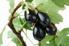 Рекст_0x160 image Рекст_0x160 Смородина: Йошта