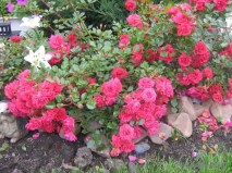 Роди_0x160 Любимый сад - Результаты из #60