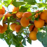 Россиянин_0x160 Наш сад