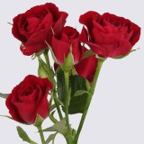 Рубикон_0x160 Любимый сад - Результаты из #60