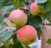 Самара_0x160 Любимый сад