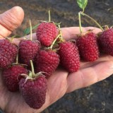 Самохвал_0x160 Наш сад