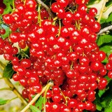 Сахарная6_0x160 Любимый сад