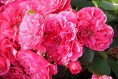 Свани_0x160 Любимый сад - Результаты из #60