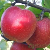 Свитанго_0x160 Наш сад