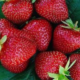 Сельва2_0x160 Любимый сад