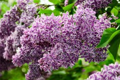 Сенсация_0x160 Любимый сад