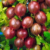 Сириус6_0x160 Любимый сад