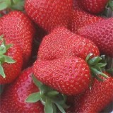 Сирия6_0x160 Любимый сад