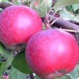 Спартан9_0x160 Любимый сад