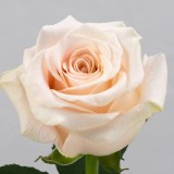 Талея_0x160 Любимый сад