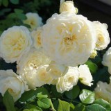 Транквилити_0x160 Любимый сад - Результаты из #60